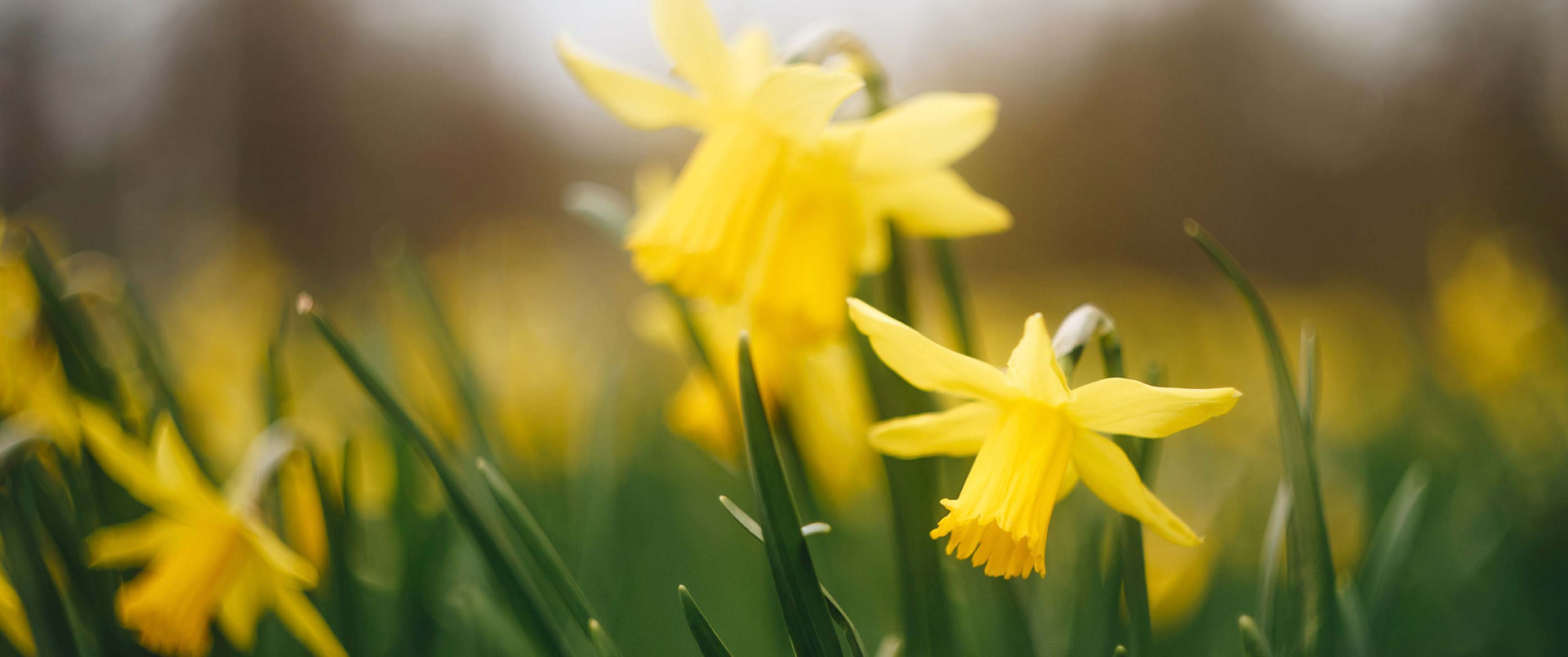 Påsk hos Liljas bild